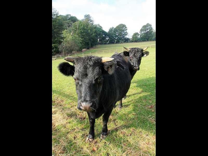 25 Nobelius Street, Emerald VIC 3782