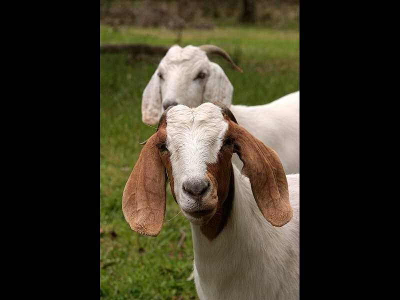 58 Paton Road, Macclesfield VIC 3782