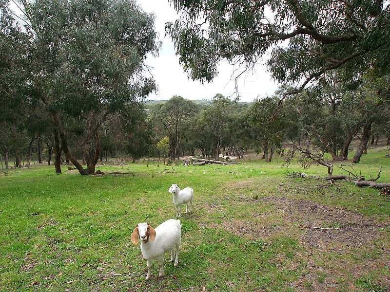 58 Paton Road, Macclesfield VIC 3782