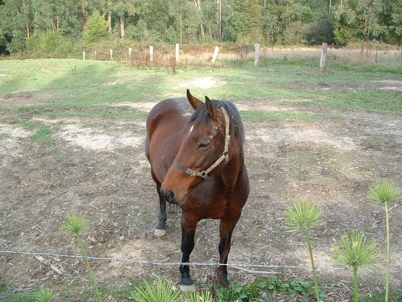 324 Evans Road, Nangana VIC 3781