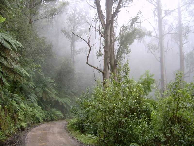 1597 Beenak East Road, Gembrook VIC 3783