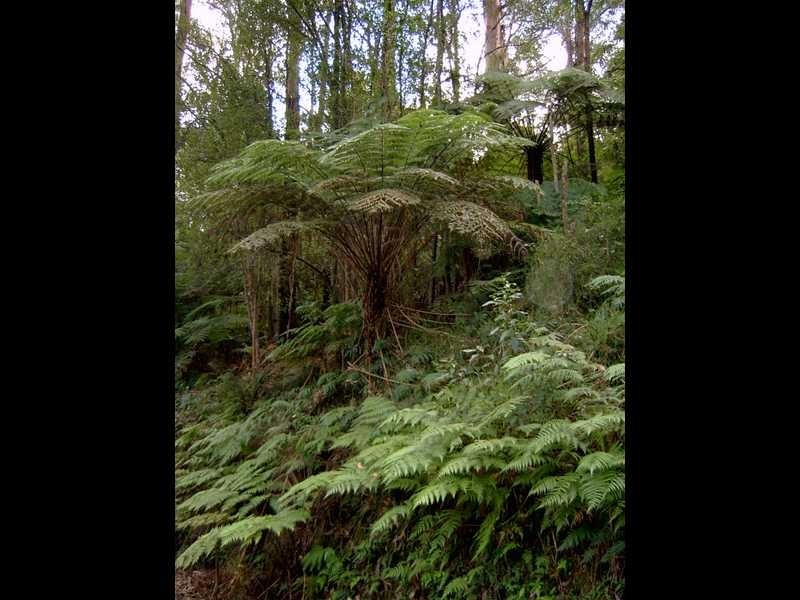 1597 Beenak East Road, Gembrook VIC 3783