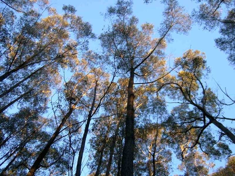 1597 Beenak East Road, Gembrook VIC 3783