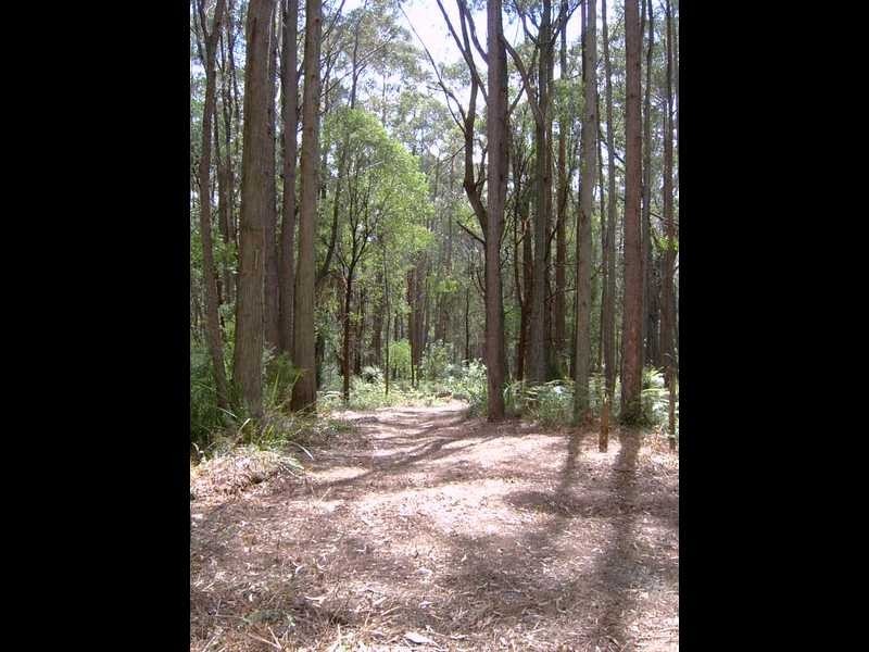 1597 Beenak East Road, Gembrook VIC 3783