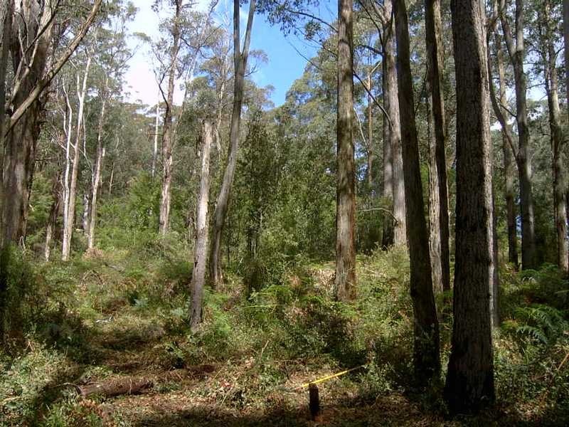 1597 Beenak East Road, Gembrook VIC 3783