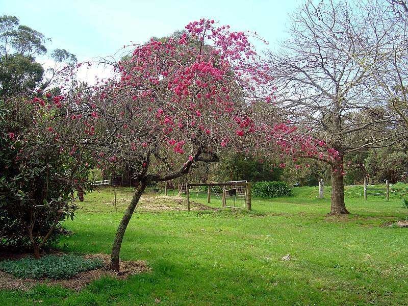 195 Macclesfield Road, Macclesfield VIC 3782