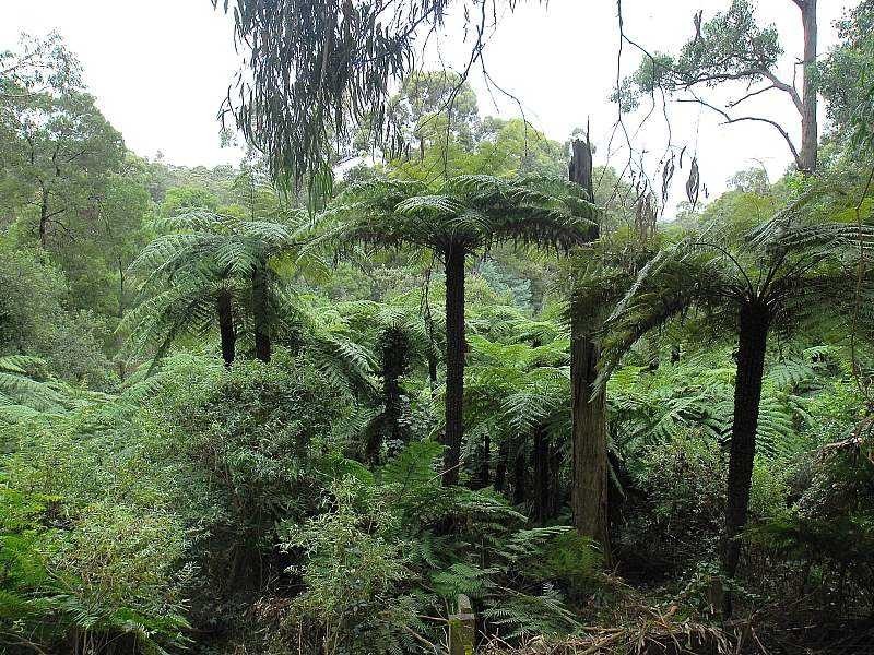 300 Belgrave Gembrook Road, Emerald VIC 3782