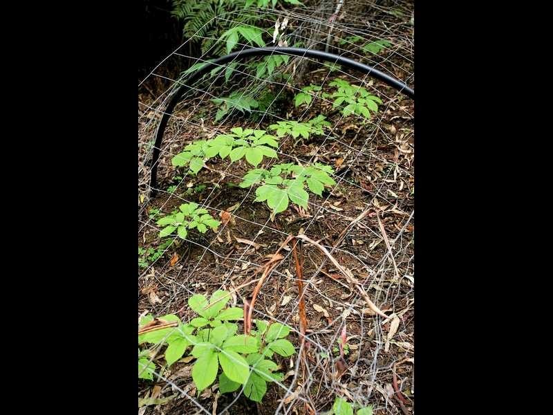 635 Beenak East Road, Gembrook VIC 3783