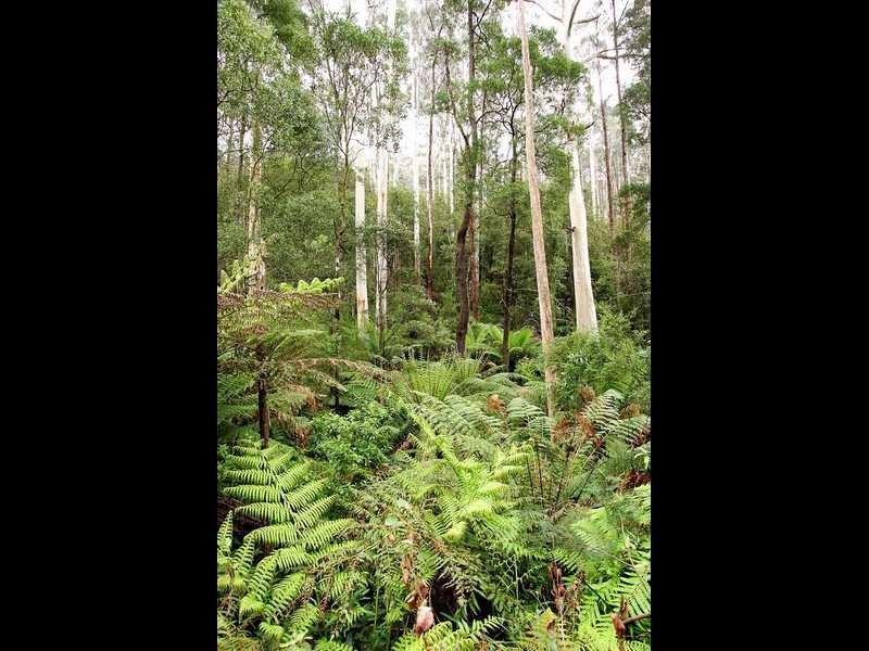 635 Beenak East Road, Gembrook VIC 3783