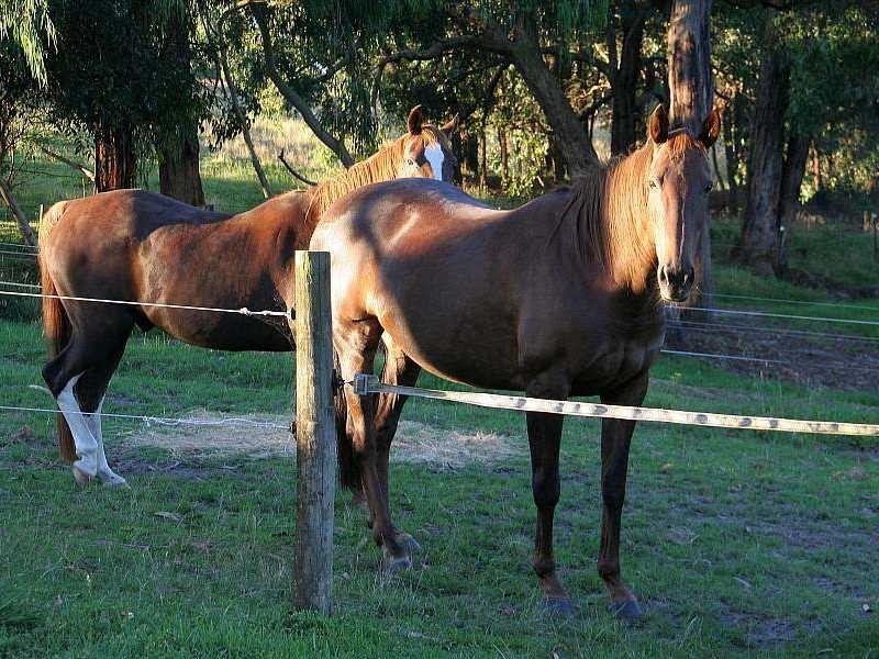 Macclesfield VIC 3782