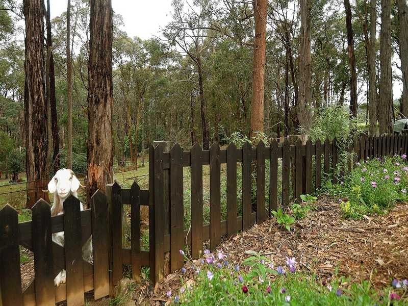 94 Collie Road, Gembrook VIC 3783
