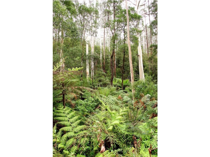 635 Beenak East Road, Gembrook VIC 3783