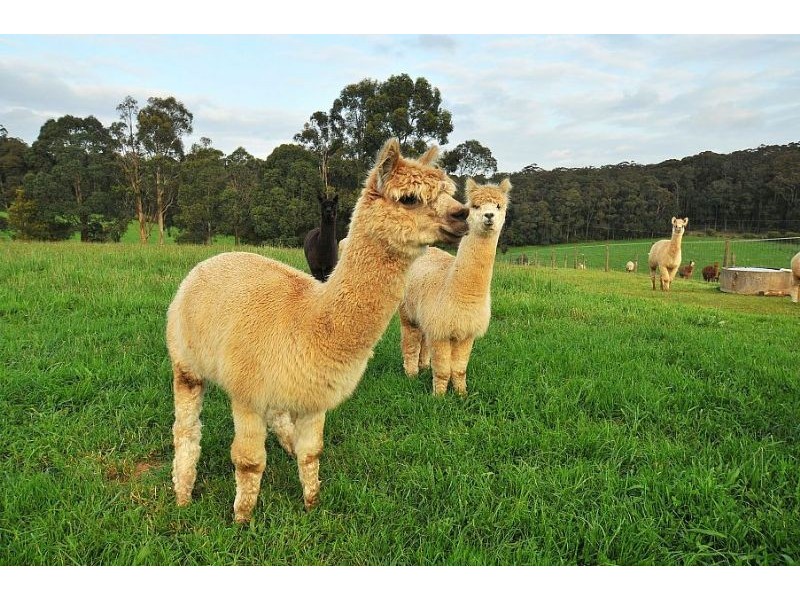 30 Maisey Road, Gembrook VIC 3783