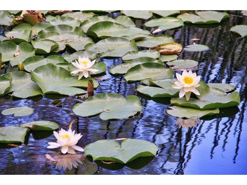 395 Evans Road, Cockatoo VIC 3781