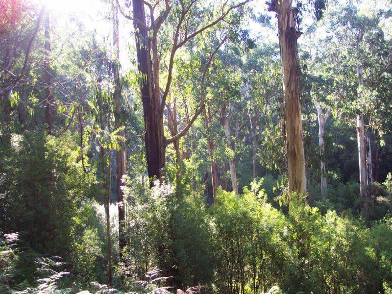 0 Pitt Rd, Hallston VIC 3953