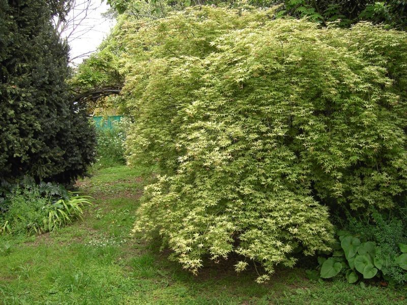 18 Davison, Leongatha VIC 3953