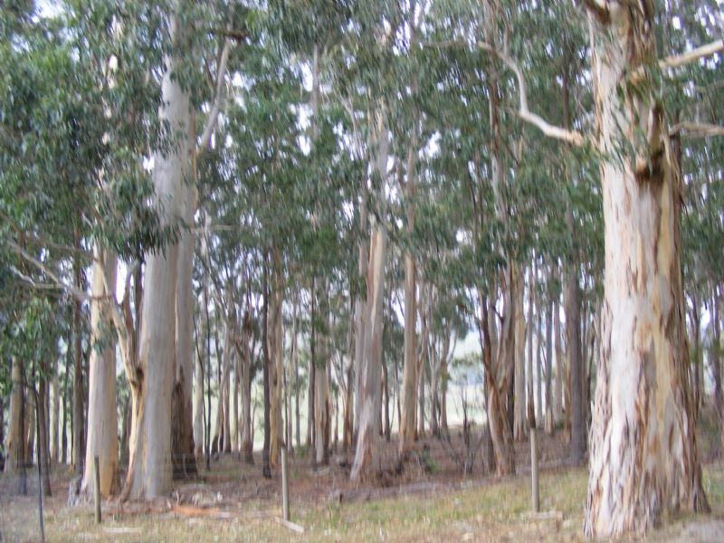 80 Palmross Road, Leongatha VIC 3953