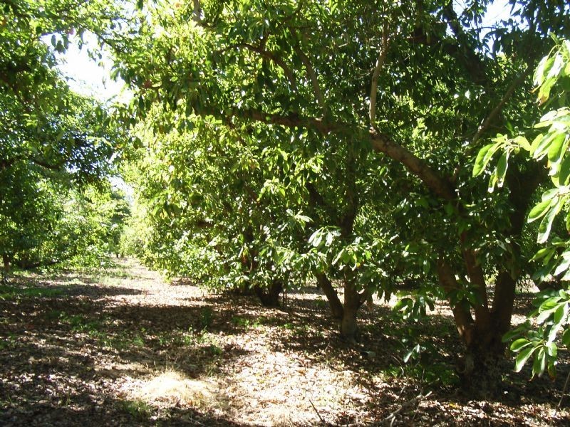 425 Arumpo Road, Buronga NSW 2739