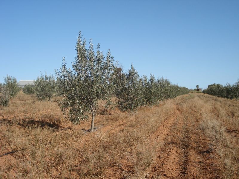 Lot 2 Fourth Street, Merbein VIC 3505