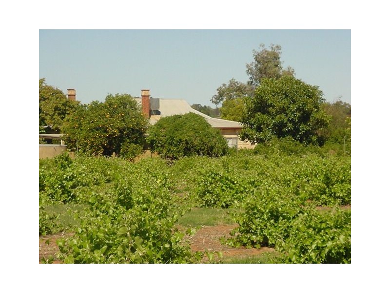 180a Hakea Street, Red Cliffs VIC 3496