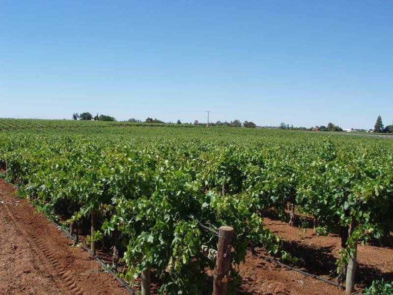 Lot 59 Fern Avenue, Irymple VIC 3498