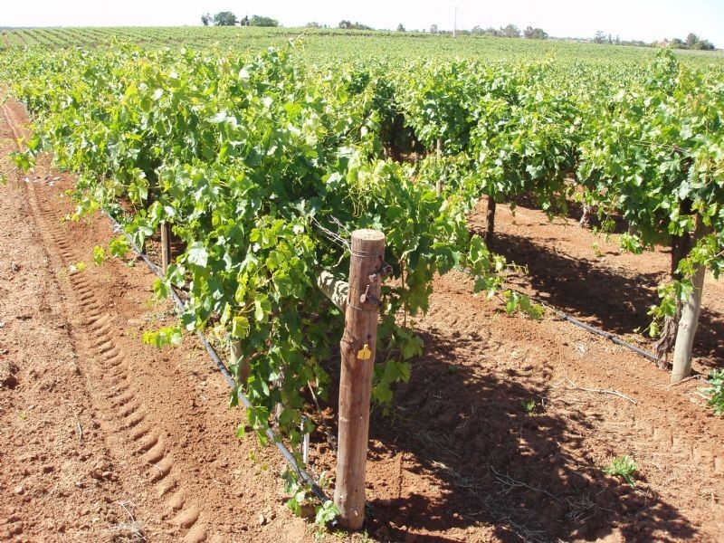 Lot 59 Fern Avenue, Irymple VIC 3498