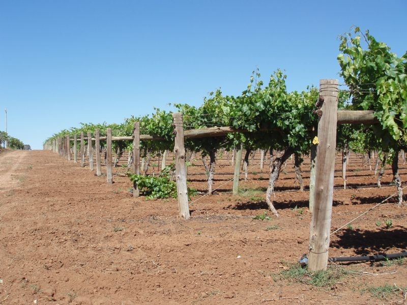 Lot 59 Fern Avenue, Irymple VIC 3498