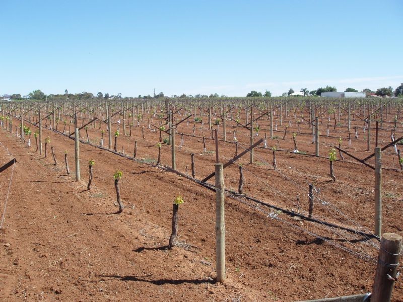 Lot 59 Fern Avenue, Irymple VIC 3498