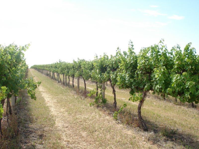 Btwn Paschendale Avenue & Meridian Road, Merbein VIC 3505