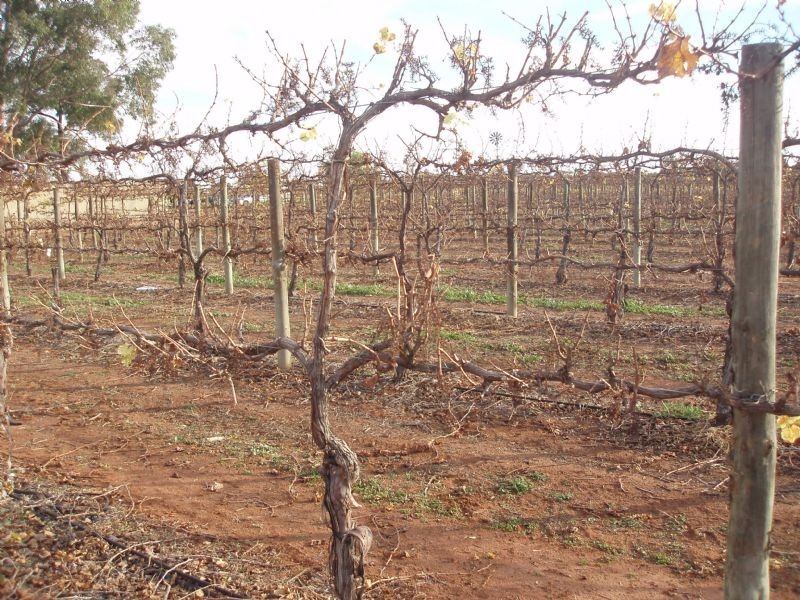 492 Paschendale Avenue, Merbein VIC 3505