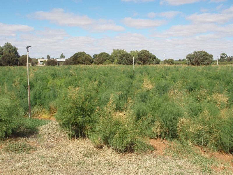 77 Hakea Street, Red Cliffs VIC 3496