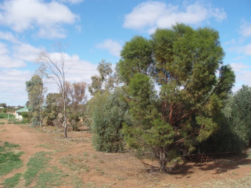 77 Hakea Street, Red Cliffs VIC 3496