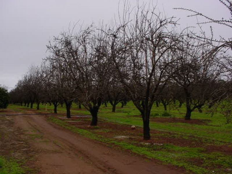 184 Dumosa Street, Red Cliffs VIC 3496