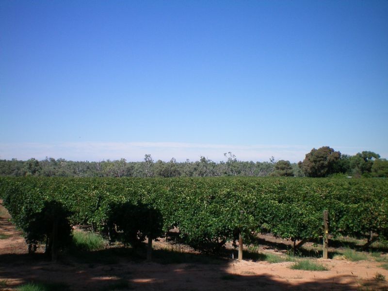 473 Devenport Street, Dareton NSW 2717