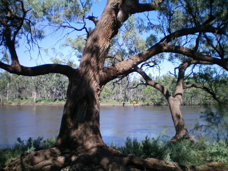 473 Devenport Street, Dareton NSW 2717