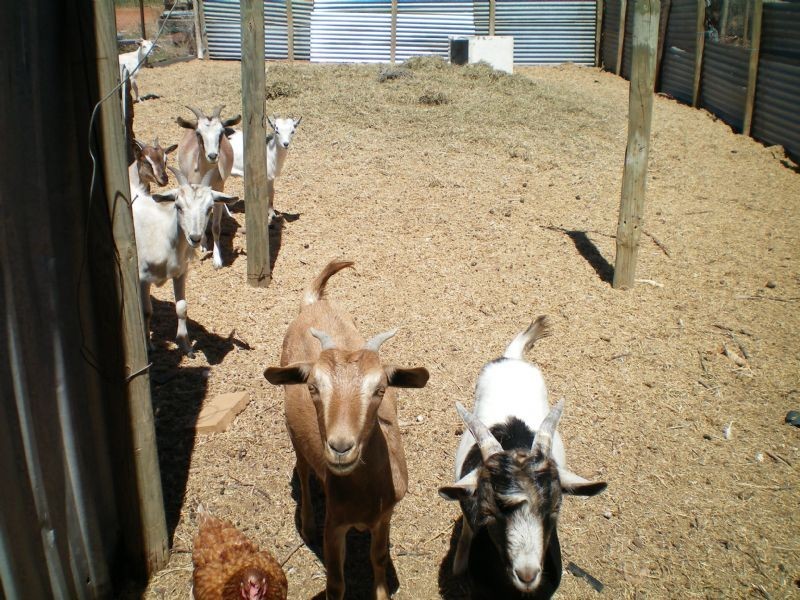 1022 Benetook Avenue, Mildura VIC 3500