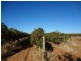 483 Trioda Street, Red Cliffs VIC 3496