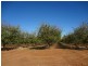 313 Leachs Road, Red Cliffs VIC 3496