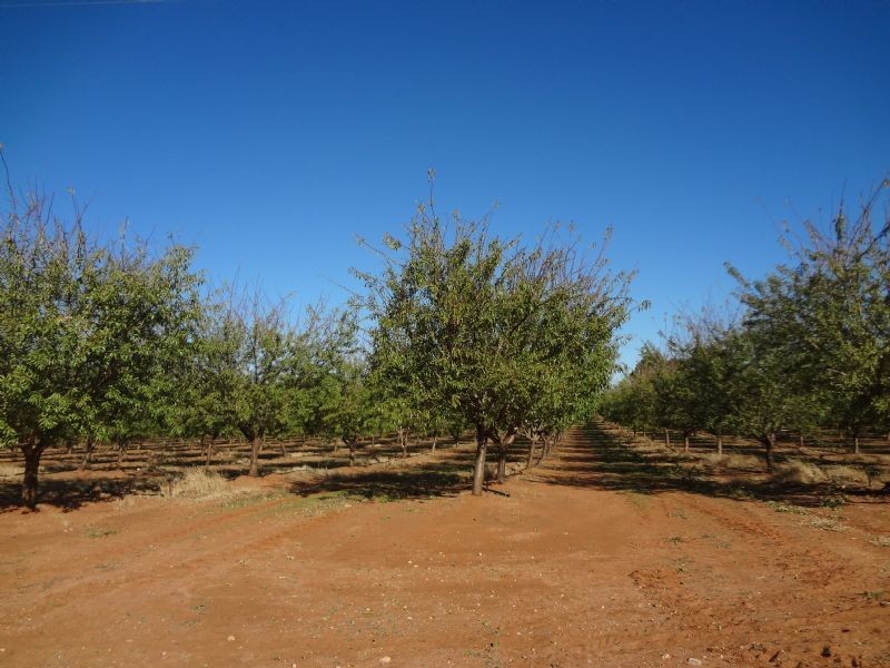 313 Leachs Road, Red Cliffs VIC 3496
