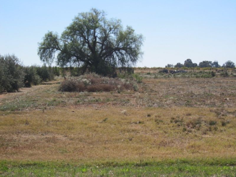 116 Ash Avenue, Merbein South VIC 3505