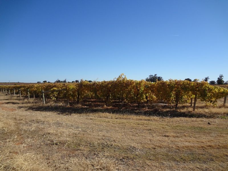 301 Millewa Road, Red Cliffs VIC 3496