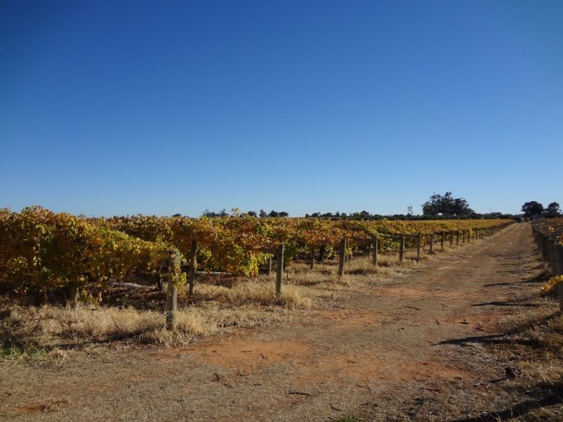 301 Millewa Road, Red Cliffs VIC 3496