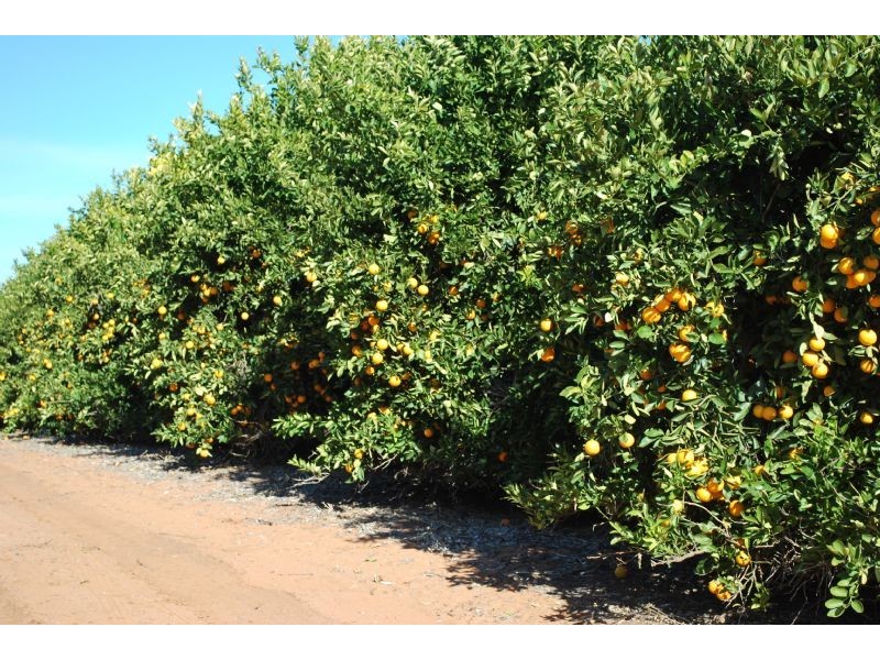 Lot 2 Bonnie Doon Road, Monak NSW 2738