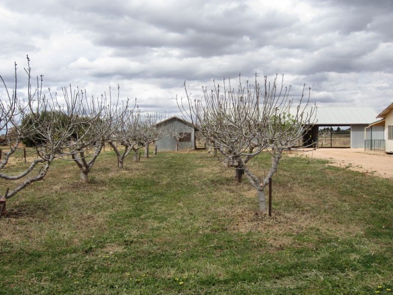 1226 Karadoc Avenue, Irymple VIC 3498