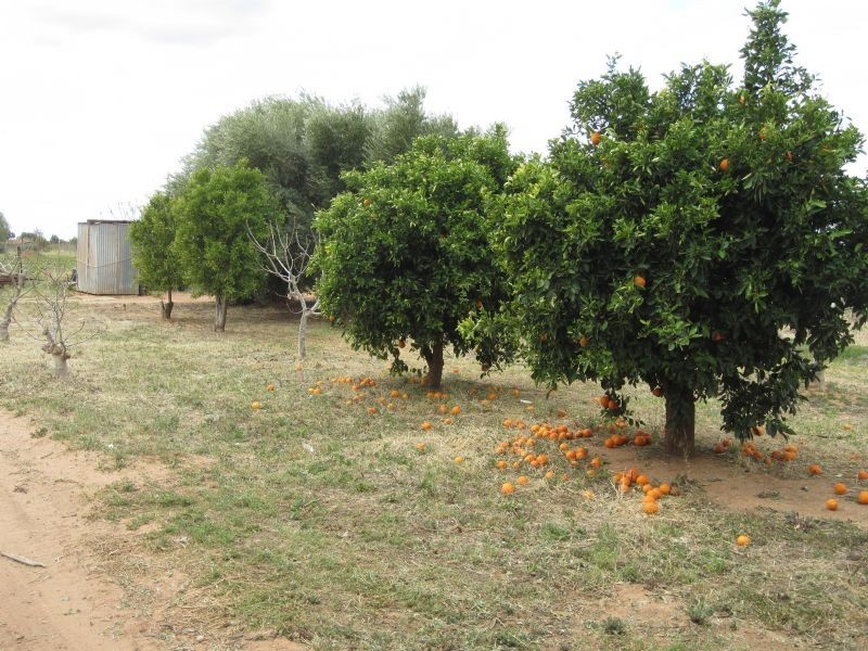 1226 Karadoc Avenue, Irymple VIC 3498