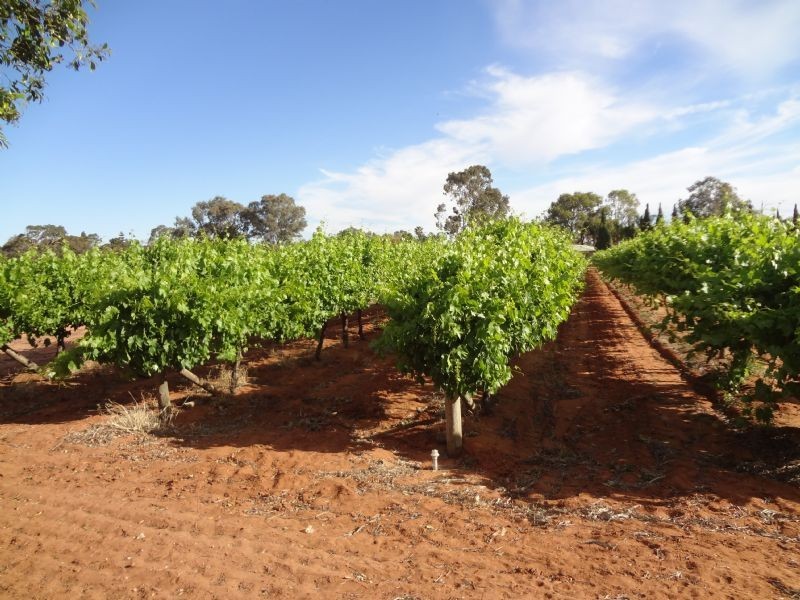 42 School Road, Dareton NSW 2717