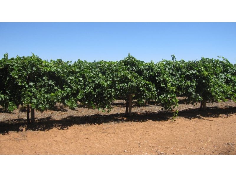 390 Westcliffs Avenue, Red Cliffs VIC 3496