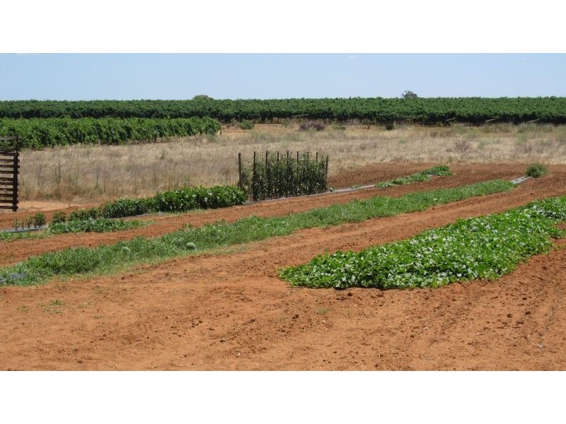 390 Westcliffs Avenue, Red Cliffs VIC 3496