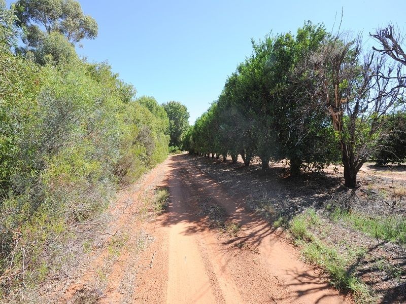 59 Arumpo Road, Buronga NSW 2739