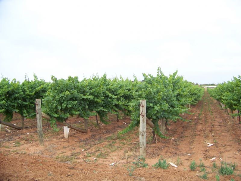 Lot 2 McCarthys Road, Merbein South VIC 3505